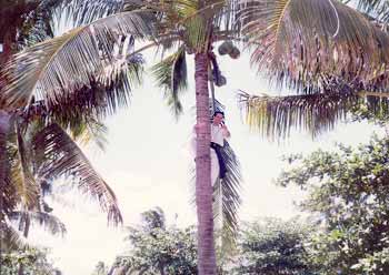 Fr. Blute up coconut tree